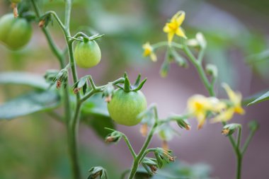 Dal yeşil genç domates