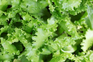 Taze salata arka bahçesinde