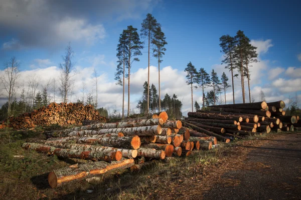 Deforestation — Stock Photo, Image