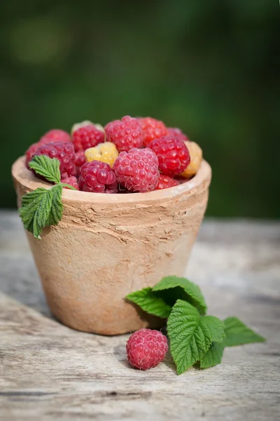 Framboises dans le jardin — Photo