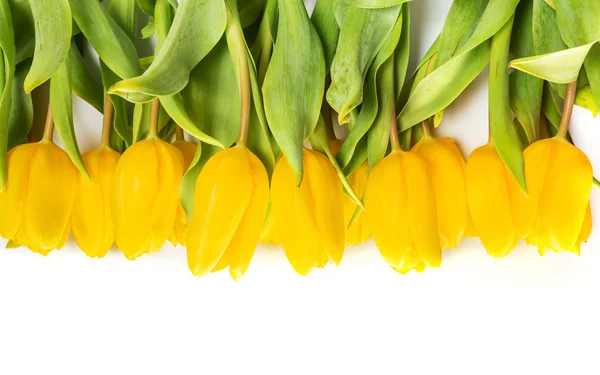 Yellow tulip flowers — Stock Photo, Image