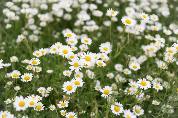 Marguerite prairie de fleurs — Photo