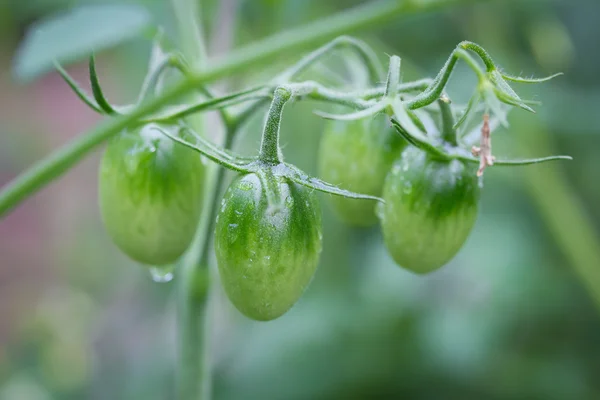 Green young tomatos on a branch Stock Photo