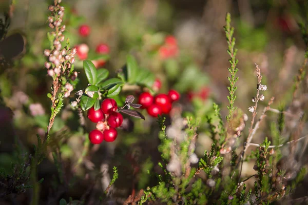 Fresh cranberries in the forest — Stock Photo, Image