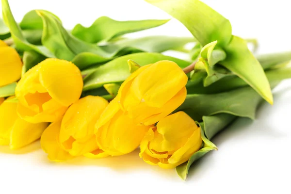 Flores amarelas da tulipa — Fotografia de Stock