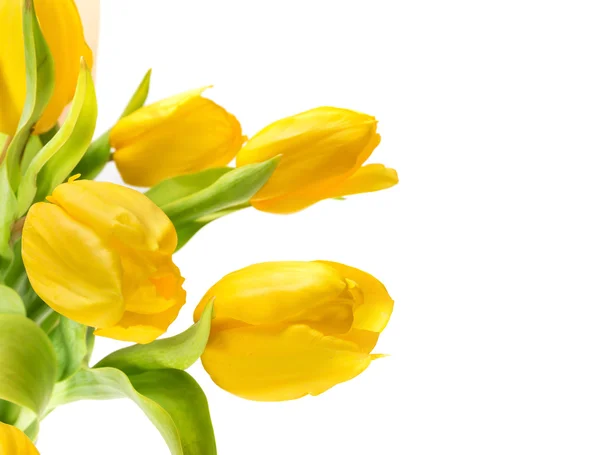 Gele tulp bloemen — Stockfoto