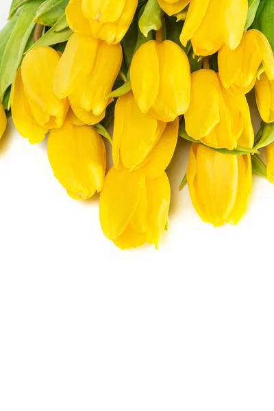 Yellow tulip flowers — Stock Photo, Image