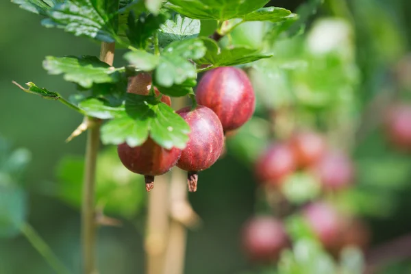 Verse kruisbessen op een bush — Stockfoto