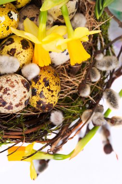 Nergis ile yuvadaki yumurta