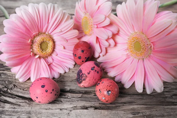 Oeufs de Pâques roses avec des fleurs de marguerite — Photo