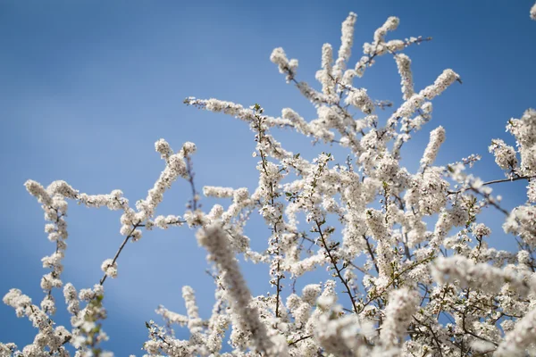 Albero dei fiori di ciliegio — Foto Stock