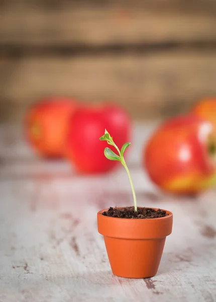Jonge apple sprout op een hout — Stockfoto