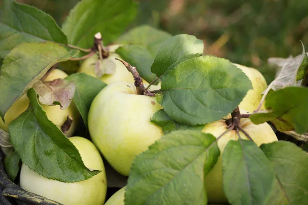 Fresh apple crop outdoors — Stock Photo, Image