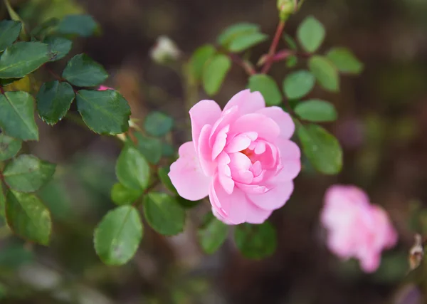 Fresh pink roses bush — Stock Photo, Image