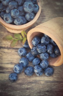 Yaban mersini Bahçe