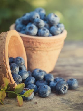 Yaban mersini Bahçe