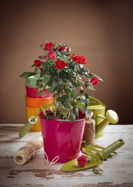 Red roses flowers and gardening tools — Stock Photo, Image