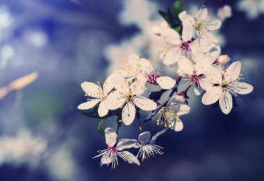 kiraz çiçeği ağacı