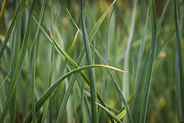 Garlic in the garden — Stock Photo, Image