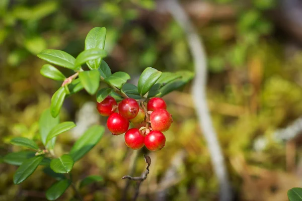 Preiselbeeren im Wald — Stockfoto