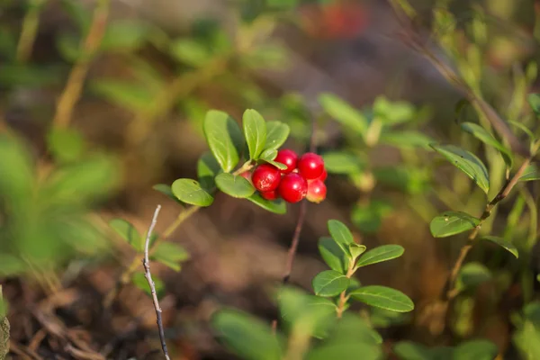 Cranberries na floresta — Fotografia de Stock