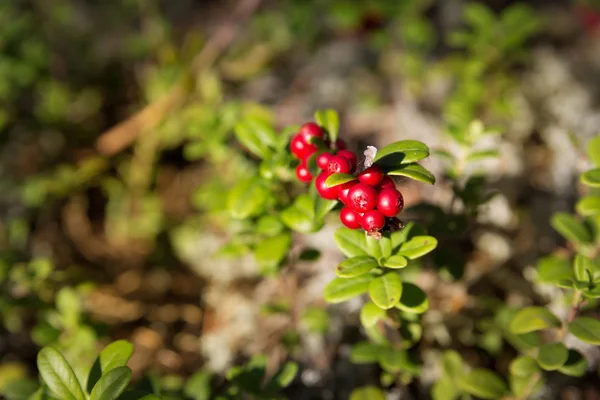 Cranberries na floresta — Fotografia de Stock