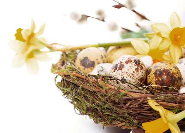 Pasen eieren in het nest met narcissus — Stockfoto