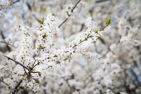 벚꽃 나무 — 스톡 사진