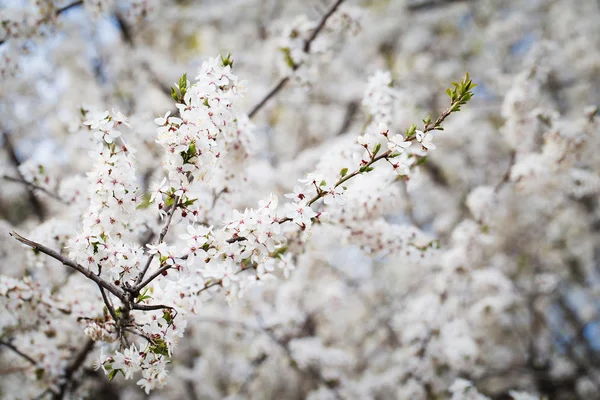 Albero dei fiori di ciliegio — Foto Stock