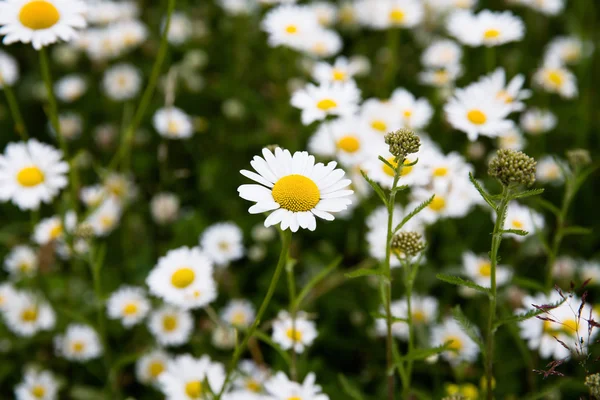 Marguerite prairie de fleurs — Photo