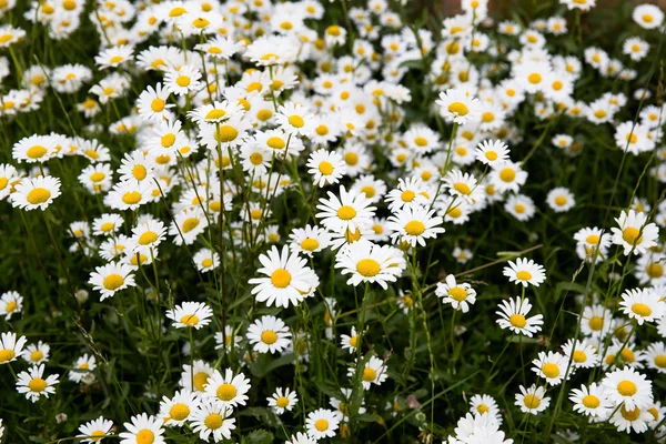 Marguerite prairie de fleurs — Photo