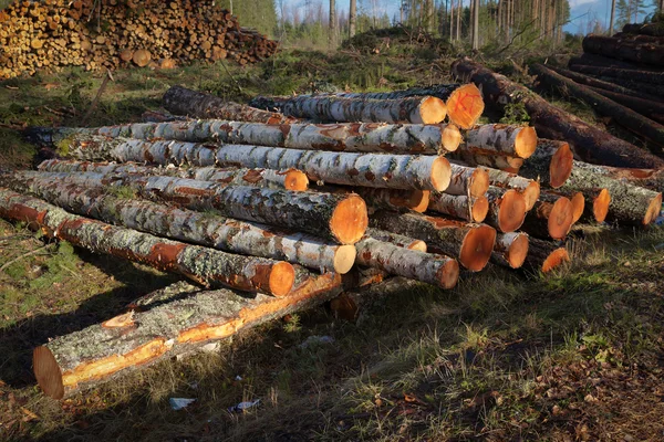 Deforesation — Stok fotoğraf