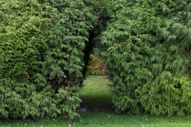 Arch of bush in park