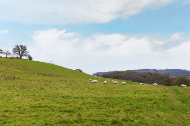 Perfect English sunny autumn landscape with sheep and birds around