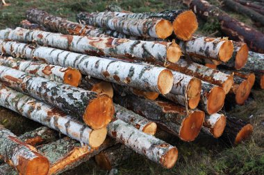 Ormanların tahrip edilmesi