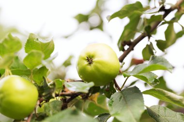 Taze elma ürün açık havada
