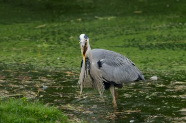 Pelikan hayvanat bahçesinde