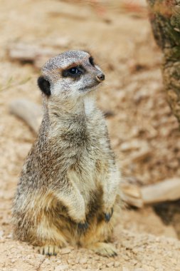 gözlemleyerek fundalıklardır Firavun faresi