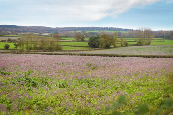 Lavender fields in England in autumn — Stockfoto