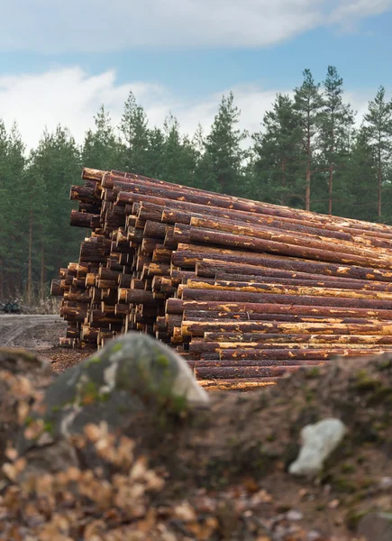 Odlesňování — Stock fotografie