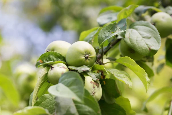 Verse apple gewas buitenshuis — Stockfoto