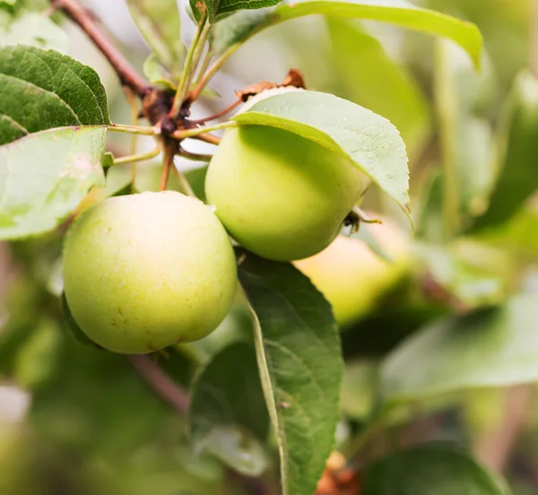 Fresh apple crop outdoors — Stock Photo, Image