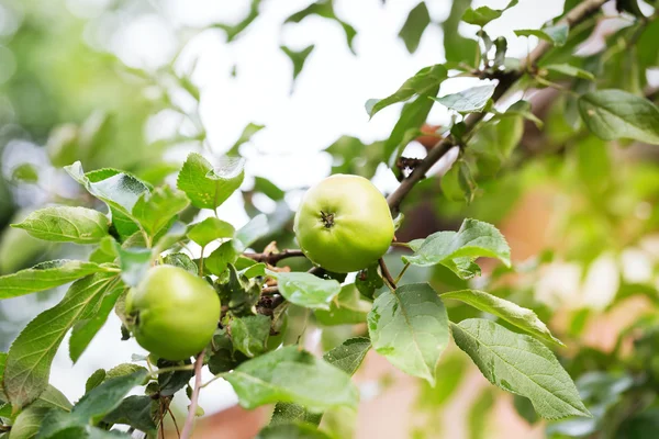 Friske eplevekster utendørs – stockfoto