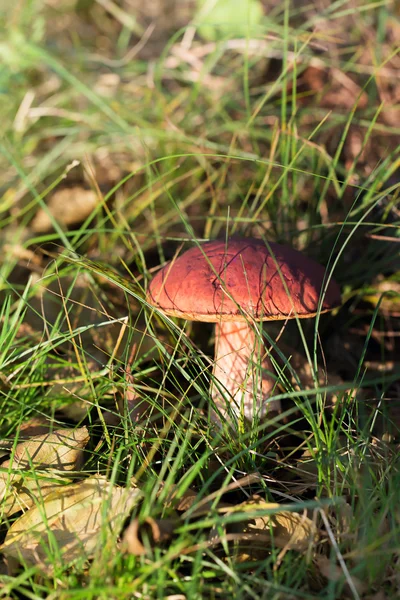 Spiselig svamp vokser i skoven - Stock-foto