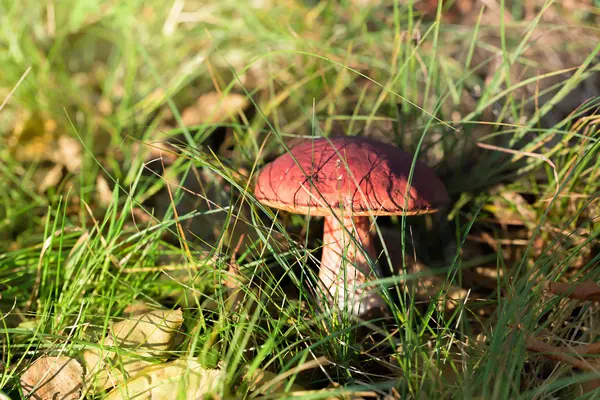 Spiselig svamp vokser i skoven - Stock-foto