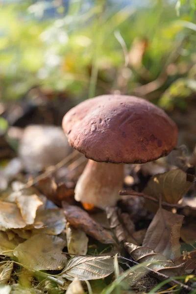 Cogumelo comestível crescendo na floresta — Fotografia de Stock