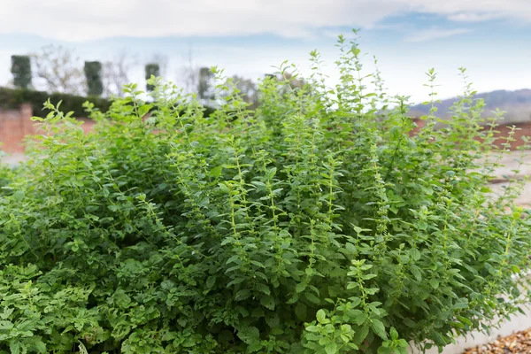 Aroma fresco menta che cresce in giardino — Foto Stock