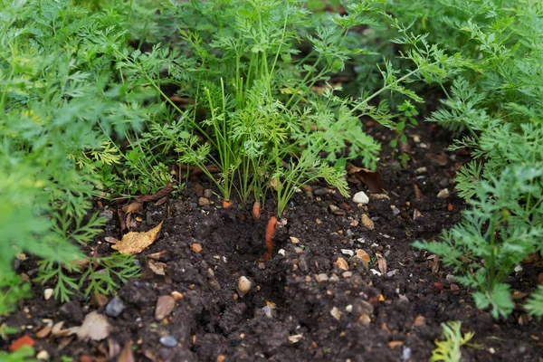 Cenoura crescendo no jardim — Fotografia de Stock