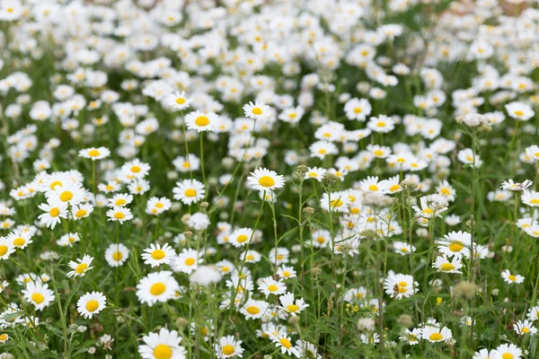 Marguerite prairie de fleurs — Photo