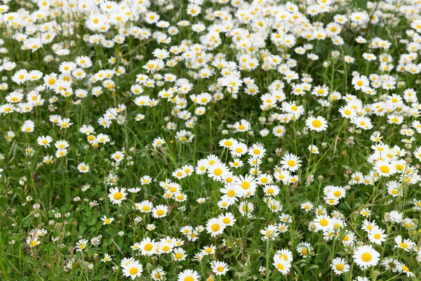 Marguerite prairie de fleurs — Photo